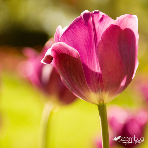 purple tulip
